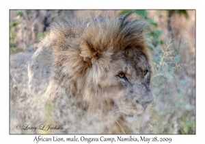 African Lion, female