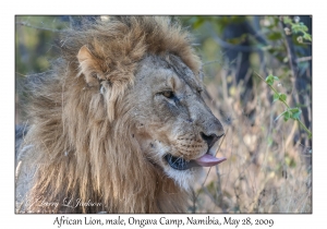 African Lion, male