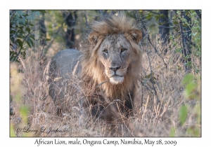 African Lion, male