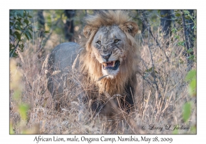 African Lion, male