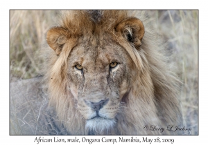 African Lion, male