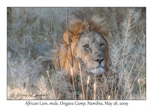 African Lion, male