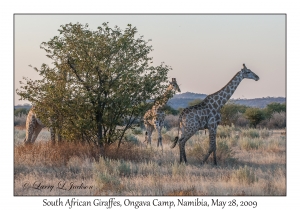 South African Giraffes