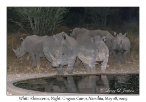 White Rhinos, Night