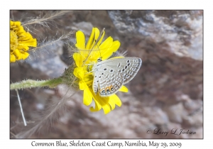Common Blue