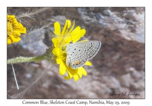 Common Blue