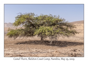 Camel Thorn