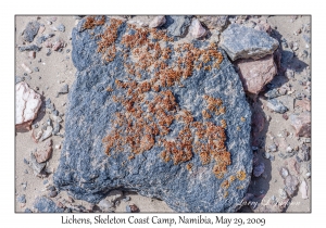 Lichens