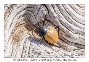 Darkling Beetle