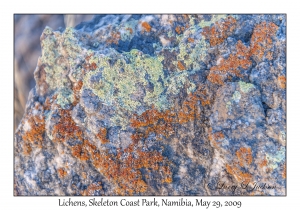 Lichens