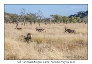 Red Hartebeest