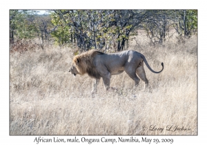 African Lion, male