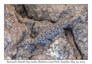 Barnard's Namib Day Gecko