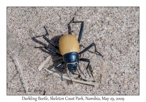 Darkling Beetle