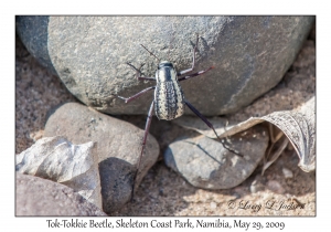 Tok-Tokkie Beetle