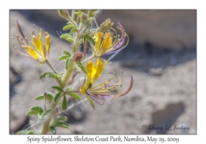 Spiny Spiderflower