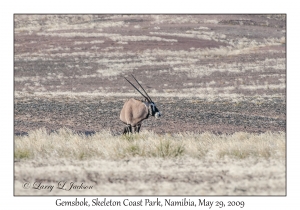 Gemsbok