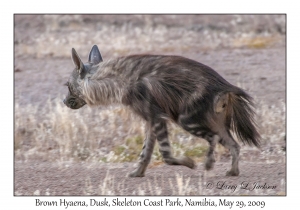 Brown Hyena