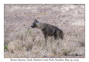 Brown Hyena