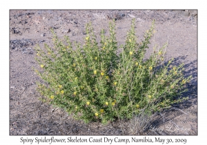 Spiny Spiderflower