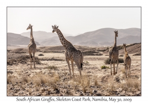 South African Giraffes