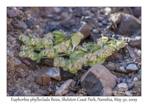 Euphorbia phylloclada Boiss