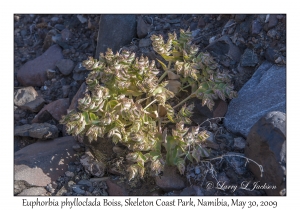 Euphorbia phylloclada Boiss