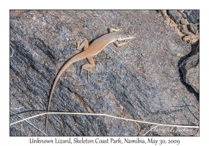Unknown Lizard