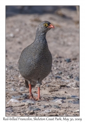 Red-billed Francolin