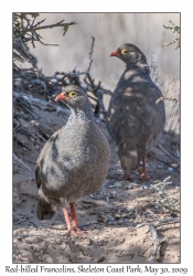 Red-billed Francolins