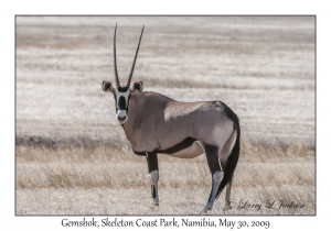 Gemsbok