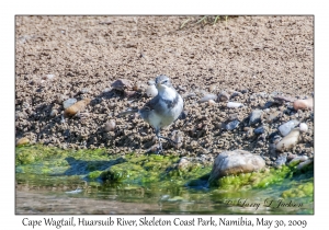 Cape Wagtail