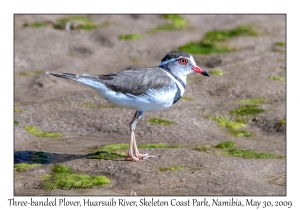 Three-banded Plover