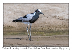 Blacksmith Lapwing