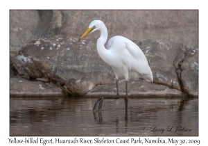 Yellow-billed Egret