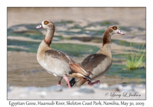 Egyptian Geese