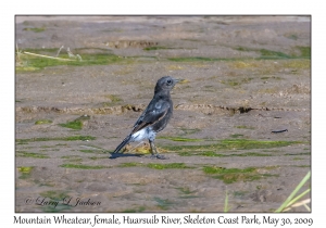 Mountain Wheatear