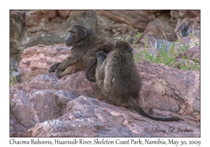 Chacma Baboons