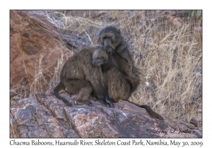 Chacma Baboons