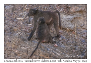 Chacma Baboons