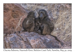 Chacma Baboons