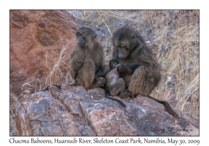 Chacma Baboons