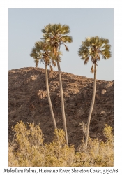 Makalani Palms