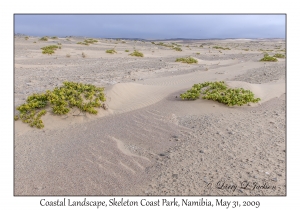 Coastal Landscape