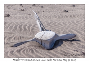 Whale Vertebrae