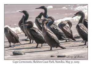 Cape Cormorants
