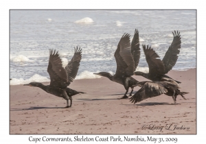 Cape Cormorants