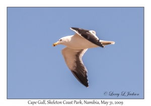 Cape Gull