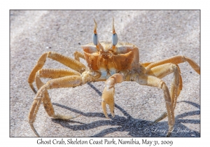 Ghost Crab