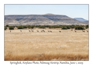 Airplane Photo, Springboks